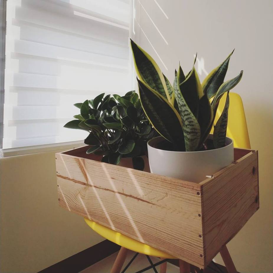 35296901_1988281444528983_2660022376267251712_n